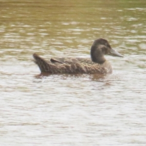 Spatula rhynchotis at Hoskinstown, NSW - 24 Jan 2022 12:26 PM