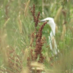 Ardea pacifica at Hoskinstown, NSW - 24 Jan 2022 12:32 PM