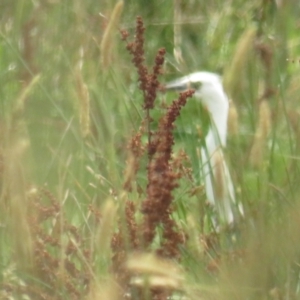 Ardea pacifica at Hoskinstown, NSW - 24 Jan 2022 12:32 PM