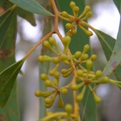 Eucalyptus rossii at Molonglo Valley, ACT - 26 Feb 2022