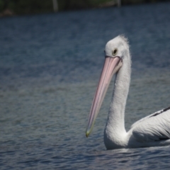 Pelecanus conspicillatus (Australian Pelican) at Narooma, NSW - 28 Feb 2021 by TomW