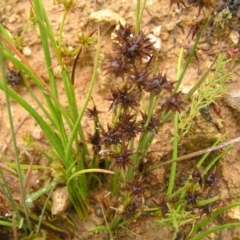 Juncus fockei (A Rush) at Molonglo Valley, ACT - 26 Feb 2022 by MatthewFrawley