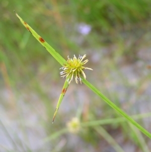 Cyperus sphaeroideus at Molonglo Valley, ACT - 26 Feb 2022