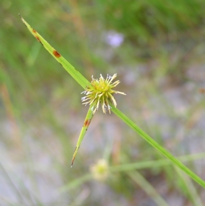 Cyperus sphaeroideus (Scented Sedge) at Molonglo Valley, ACT - 25 Feb 2022 by MatthewFrawley