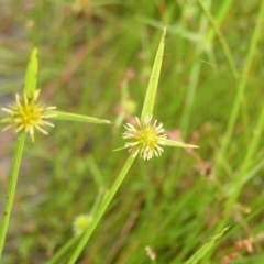 Cyperus sphaeroideus at Molonglo Valley, ACT - 26 Feb 2022