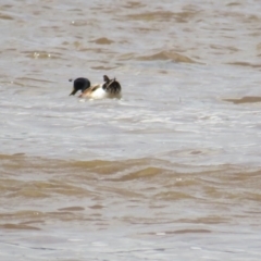 Anas platyrhynchos (Mallard (Domestic Type)) at Batemans Bay, NSW - 10 Dec 2021 by TomW