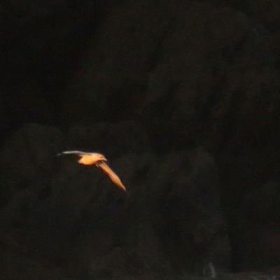 Morus serrator (Australasian Gannet) at Jervis Bay, JBT - 6 Jul 2020 by TomW