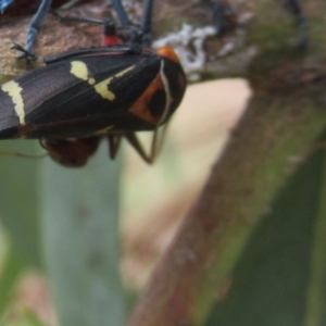 Eurymeloides pulchra at Cook, ACT - 23 Feb 2022