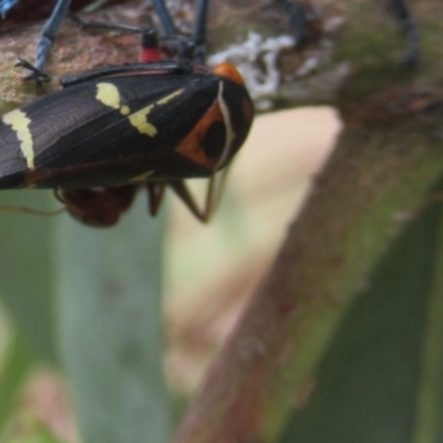 Eurymeloides pulchra (Gumtree hopper) at Cook, ACT - 22 Feb 2022 by idlidlidlidl