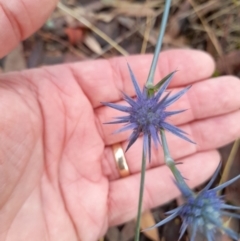 Eryngium ovinum (Blue Devil) at Stromlo, ACT - 26 Feb 2022 by VanceLawrence