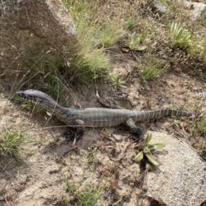 Varanus rosenbergi at Mount Clear, ACT - 26 Jan 2022