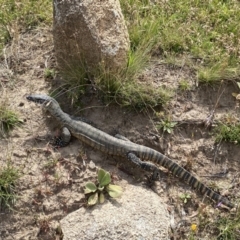 Varanus rosenbergi at Mount Clear, ACT - 26 Jan 2022