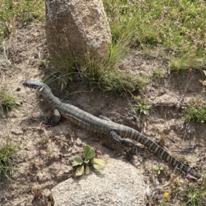 Varanus rosenbergi at Mount Clear, ACT - 26 Jan 2022