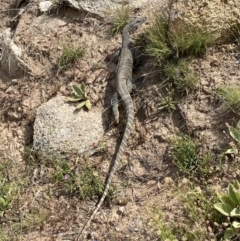 Varanus rosenbergi at Mount Clear, ACT - 26 Jan 2022