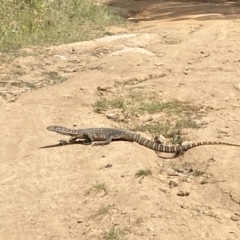 Varanus rosenbergi at Mount Clear, ACT - 26 Jan 2022