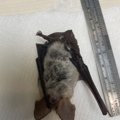 Nyctophilus gouldi (Gould's Long-eared Bat) at Namadgi National Park - 26 Feb 2022 by nath_kay
