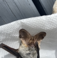Nyctophilus gouldi at Paddys River, ACT - 27 Feb 2022 10:26 AM