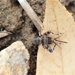 Calperum ottei (A recently described pygmy cricket) at Cook, ACT - 26 Feb 2022 by CathB