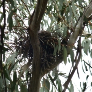 Manorina melanocephala at Aranda, ACT - 27 Feb 2022 10:45 AM