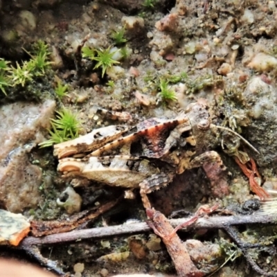 Tetrigidae (family) (Pygmy grasshopper) at Mount Painter - 26 Feb 2022 by CathB