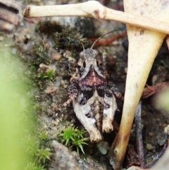 Tetrigidae (family) at Cook, ACT - 26 Feb 2022