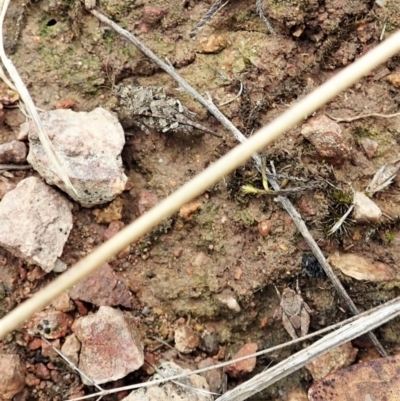 Tetrigidae (family) (Pygmy grasshopper) at Cook, ACT - 26 Feb 2022 by CathB