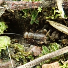 Grylloidea (superfamily) (Unidentified cricket) at Mount Painter - 26 Feb 2022 by CathB