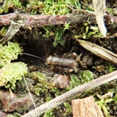 Grylloidea (superfamily) at Cook, ACT - 26 Feb 2022 12:21 PM