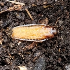 Robshelfordia circumducta (Shelford's Variable Cockroach) at Molonglo Valley, ACT - 27 Feb 2022 by trevorpreston