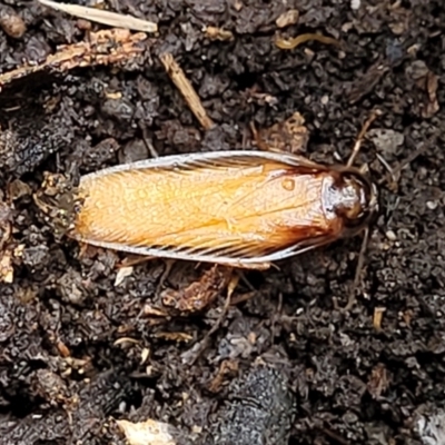 Robshelfordia circumducta (Shelford's Variable Cockroach) at Molonglo Valley, ACT - 27 Feb 2022 by trevorpreston