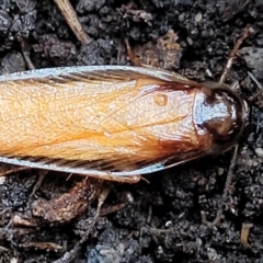 Robshelfordia circumducta at Molonglo Valley, ACT - 27 Feb 2022