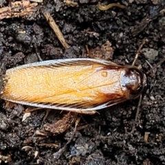 Robshelfordia circumducta at Molonglo Valley, ACT - 27 Feb 2022