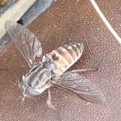 Dasybasis sp. (genus) (A march fly) at Stromlo, ACT - 27 Feb 2022 by trevorpreston