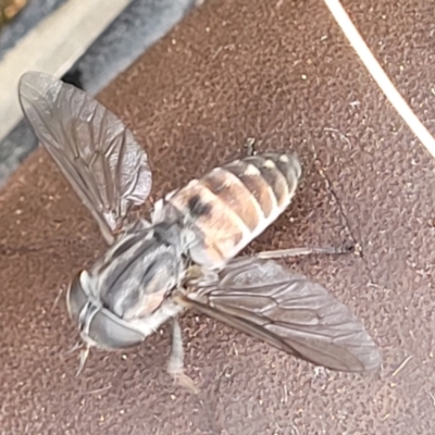 Dasybasis sp. (genus) (A march fly) at Stromlo, ACT - 27 Feb 2022 by trevorpreston