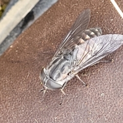 Dasybasis sp. (genus) at Stromlo, ACT - 27 Feb 2022