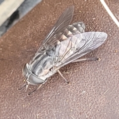 Dasybasis sp. (genus) at Stromlo, ACT - 27 Feb 2022 11:13 AM