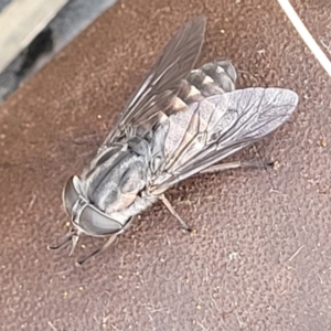 Dasybasis sp. (genus) at Stromlo, ACT - 27 Feb 2022