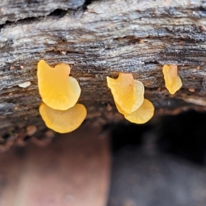 Dacryopinax spathularia at Stromlo, ACT - 27 Feb 2022