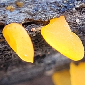 Dacryopinax spathularia at Stromlo, ACT - 27 Feb 2022