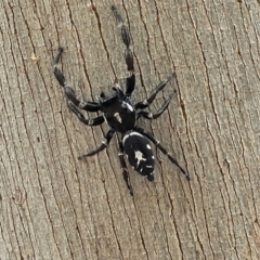 Sandalodes scopifer at Stromlo, ACT - 27 Feb 2022 11:03 AM