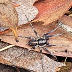 Unidentified Wolf spider (Lycosidae) at Denman Prospect, ACT - 27 Feb 2022 by trevorpreston