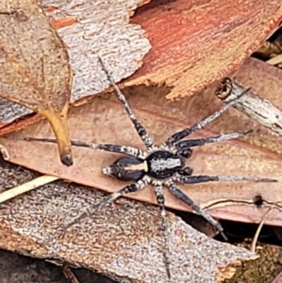 Unidentified Wolf spider (Lycosidae) at Denman Prospect, ACT - 27 Feb 2022 by trevorpreston