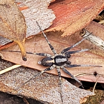 Argoctenus sp. (genus) (Wandering ghost spider) at Denman Prospect, ACT - 27 Feb 2022 by trevorpreston