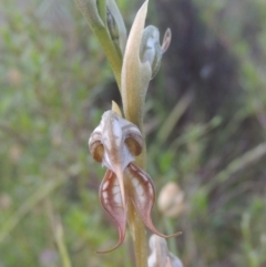 Oligochaetochilus hamatus (Southern Hooked Rustyhood) at Tennent, ACT - 9 Nov 2021 by michaelb