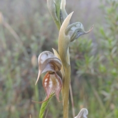 Oligochaetochilus hamatus at Tennent, ACT - 9 Nov 2021