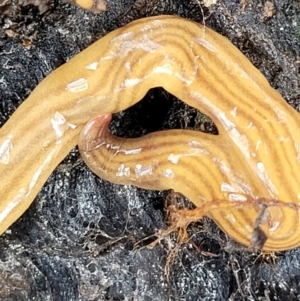 Fletchamia quinquelineata at Stromlo, ACT - 27 Feb 2022 10:57 AM