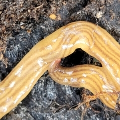 Fletchamia quinquelineata at Stromlo, ACT - 27 Feb 2022 10:57 AM