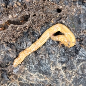 Fletchamia quinquelineata at Stromlo, ACT - 27 Feb 2022