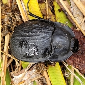 Celibe striatipennis at Stromlo, ACT - 27 Feb 2022