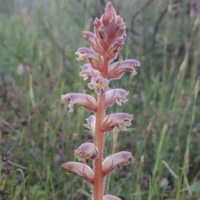 Orobanche minor (Broomrape) at Namadgi National Park - 9 Nov 2021 by MichaelBedingfield